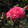 Rosemary Rose